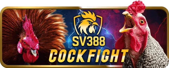 Gà chiến sẵn sàng thi đấu trên nền tảng 7789bet App
